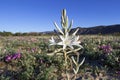 Desert Lily Royalty Free Stock Photo