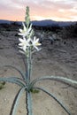 Desert Lily in the Desert at Sunset Royalty Free Stock Photo