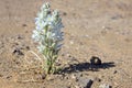 Desert lily, hesperocallis undulata, desert flower with white blossoms. Royalty Free Stock Photo