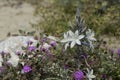 Desert Lily with purple sand verbena and a rock Royalty Free Stock Photo