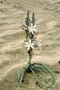 Desert Lily   42259 Royalty Free Stock Photo