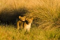 Desert Lion Cubs Royalty Free Stock Photo