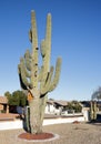 Saguaro in Arizona Front Yard Royalty Free Stock Photo