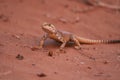A Desert Lizard found on the expansive surface of Desert Sand Royalty Free Stock Photo
