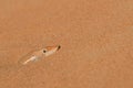 Desert Lizard Hiding in the Sand