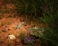 Desert Lizard in Mesa Az. Royalty Free Stock Photo