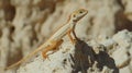 Desert lizard posing on sunlit rock with sandy background Royalty Free Stock Photo