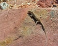 Desert lizard on red sandstone. Royalty Free Stock Photo