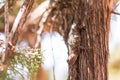 Juniper Naps in the Summer Heat Royalty Free Stock Photo