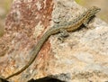 Desert Lizard on Rock Royalty Free Stock Photo