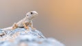 A Desert Lizard on Rock Royalty Free Stock Photo
