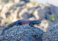 Striking Desert Chuckwalla Lizard Enjoying The View