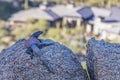 Desert Lizzard Perched Above Custom Homes In North Scottsdale