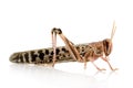 Desert locust - Schistocerca gregaria Royalty Free Stock Photo