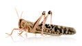 Desert locust - Schistocerca gregaria Royalty Free Stock Photo