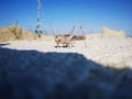 Desert locust Schistocerca gregaria sitting on grey rock surface Royalty Free Stock Photo