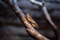 Desert locust (Schistocerca gregaria). Royalty Free Stock Photo