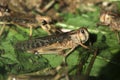 Desert locust (Schistocerca gregaria). Royalty Free Stock Photo