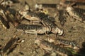 Desert locust (Schistocerca gregaria). Royalty Free Stock Photo