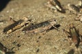 Desert locust (Schistocerca gregaria). Royalty Free Stock Photo