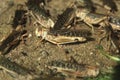 Desert locust (Schistocerca gregaria). Royalty Free Stock Photo