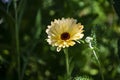 Desert Marigold of Arizona. A macro photo of a yellow wildflower called a Desert Marigold. It is related to the Marigold grown in