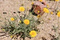 Desert Marigold - Baileya Muliradiata.