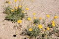 Desert Marigold - Baileya Muliradiata.