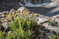 Desert Marigold Blossoms Growing out of Rocks