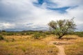 Desert Mesquite Fields Royalty Free Stock Photo