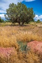 Desert Mesquite Fields Royalty Free Stock Photo