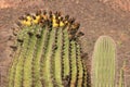Desert Mexican Landscapes