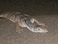 A Desert Monitor Lizard in the Sand