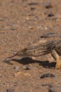 Desert monitor pictured in an arid landscape