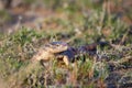 The desert monitor Varanus griseus