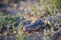 The desert monitor Varanus griseus