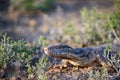 The desert monitor Varanus griseus