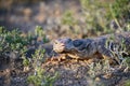 The desert monitor Varanus griseus