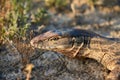 The desert monitor Varanus griseus