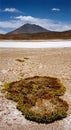 Desert moss Salar de Uyuni Royalty Free Stock Photo