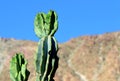 Desert Mountain Cactus