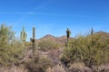 A desert, mountainous landscape filled with Saguaro Cacti, Palo Verde Trees and scrub brush in Scottsdale, Arizona Royalty Free Stock Photo