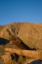 Desert Mountains with logs