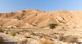 Desert mountains tree valley landscape view, Israel nature.