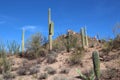 A desert mountainside landscape with Saguaro Cacti, Prickly Pear, Ocotillo, Palo Verde trees and scrub brush Royalty Free Stock Photo