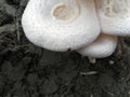 Dessert mushroom Jungle mushroom forest mushroom in India