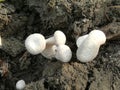 Dessert mushroom Jungle mushroom forest mushroom in India