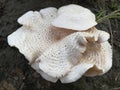 Dessert mushroom Jungle mushroom forest mushroom in India