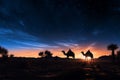 Desert mystique Camels in silhouette against a starlit evening sky