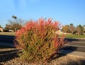 Euphorbia Tirucalli Succulent (Sticks on Fire) in Xeriscaping Royalty Free Stock Photo